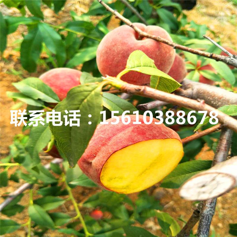 桃樹小苗一棵多少錢、桃樹小苗哪里出售