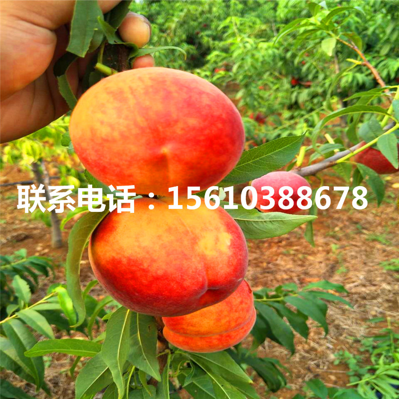 桃樹小苗那種好、桃樹小苗多少錢一棵