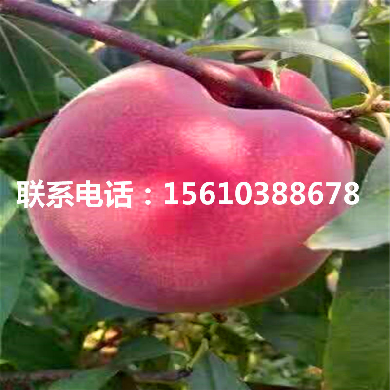 桃樹小苗多少錢一棵、桃樹小苗批發(fā)多少錢