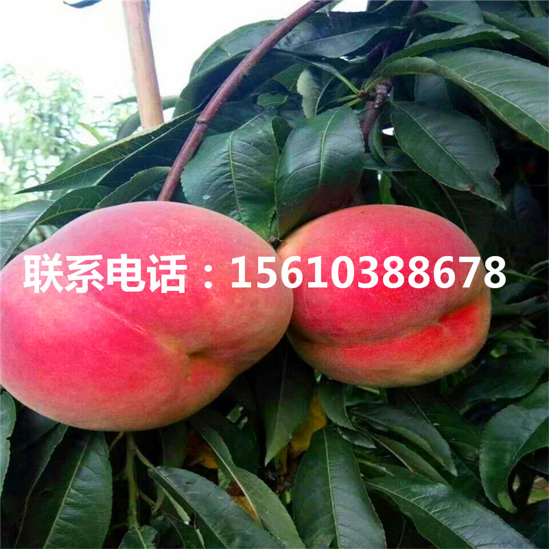 桃樹(shù)小苗圖片、桃樹(shù)小苗圖片