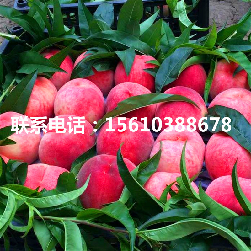 桃樹小苗那種好、桃樹小苗批發(fā)多少錢
