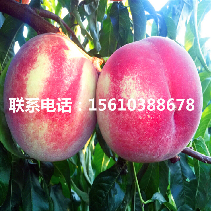 桃樹小苗出售基地、桃樹小苗哪里有賣的