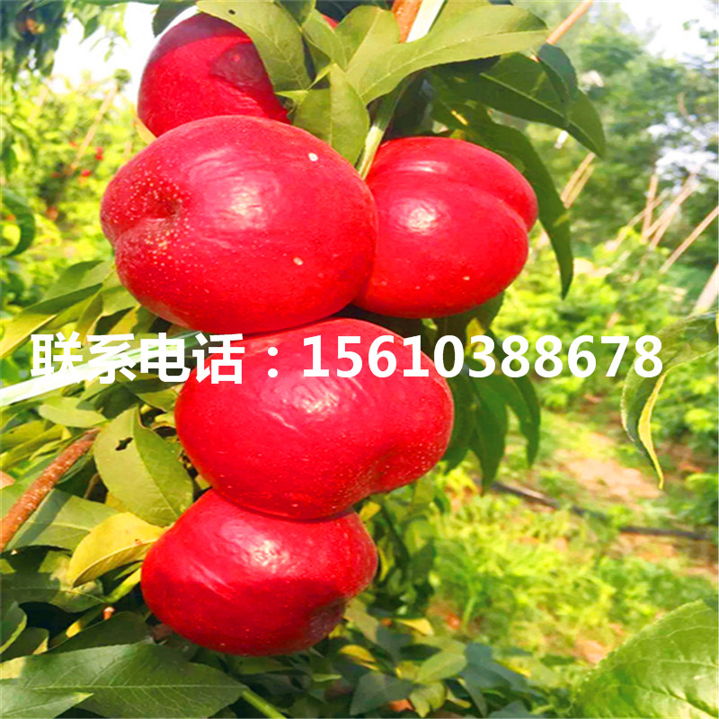 桃樹小苗出售單價(jià)、桃樹小苗出售價(jià)格是多少