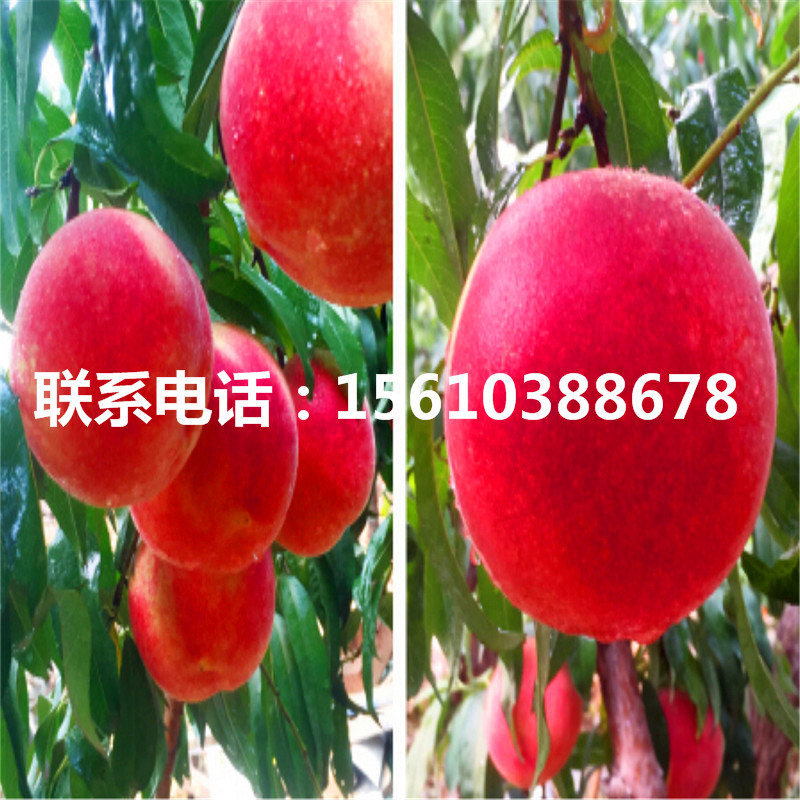 新品种93桃树苗哪里有卖的