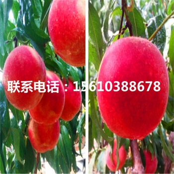 桃樹小苗一畝地產(chǎn)多少斤、桃樹小苗栽培技術(shù)