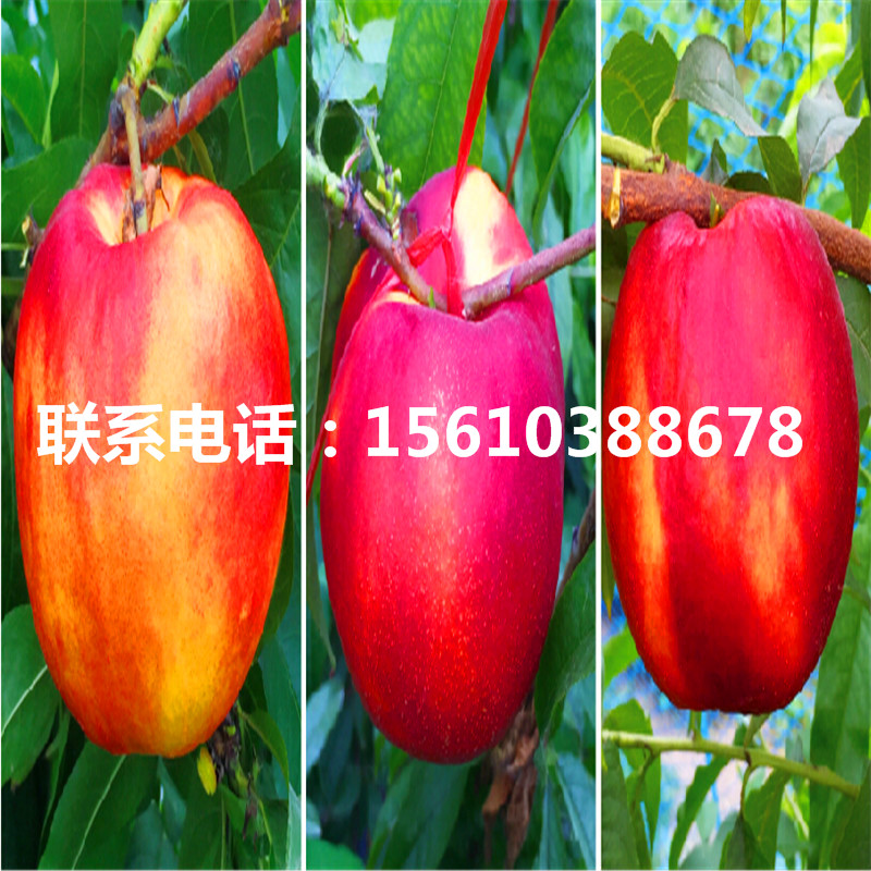 桃樹小苗一畝地產(chǎn)多少斤、桃樹小苗銷售價格