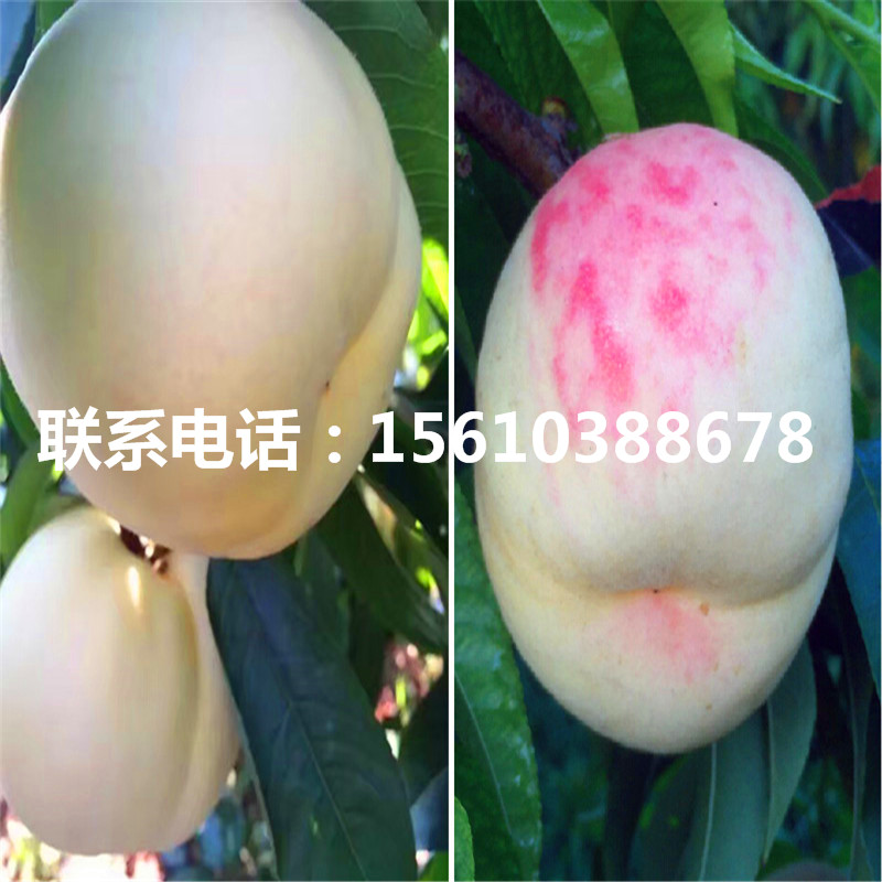桃樹小苗報價、桃樹小苗哪里出售