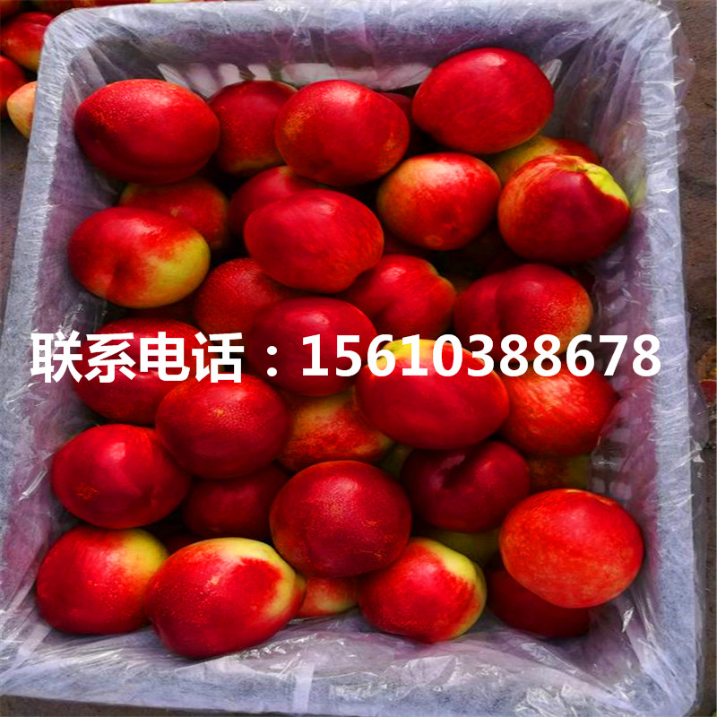 桃樹小苗一畝地產(chǎn)多少斤、桃樹小苗多少錢