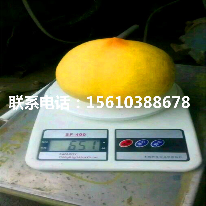 大桃树苗、大桃树苗出售供应