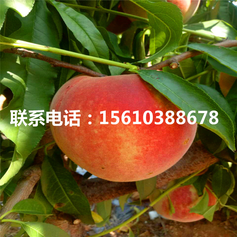 桃樹小苗出售單價(jià)、桃樹小苗出售價(jià)格是多少