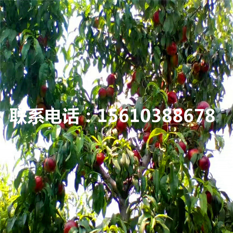 桃樹小苗一畝地栽多少棵、桃樹小苗圖片
