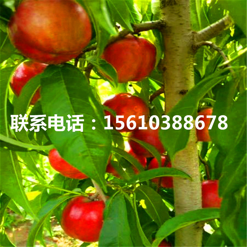桃樹小苗多少錢一棵、桃樹小苗產(chǎn)量多少