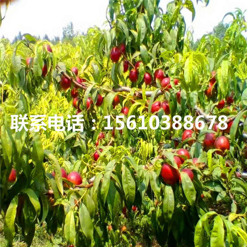 桃樹小苗上車價格、桃樹小苗什么價格