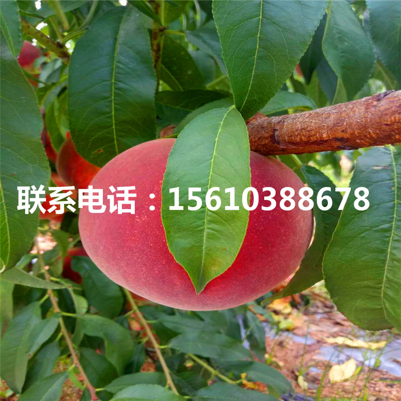 桃樹小苗那種好、桃樹小苗批發(fā)多少錢