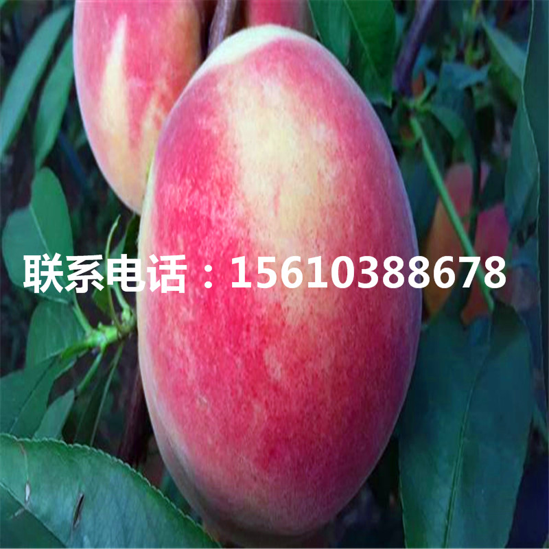 2019年桃樹(shù)小苗價(jià)格多少