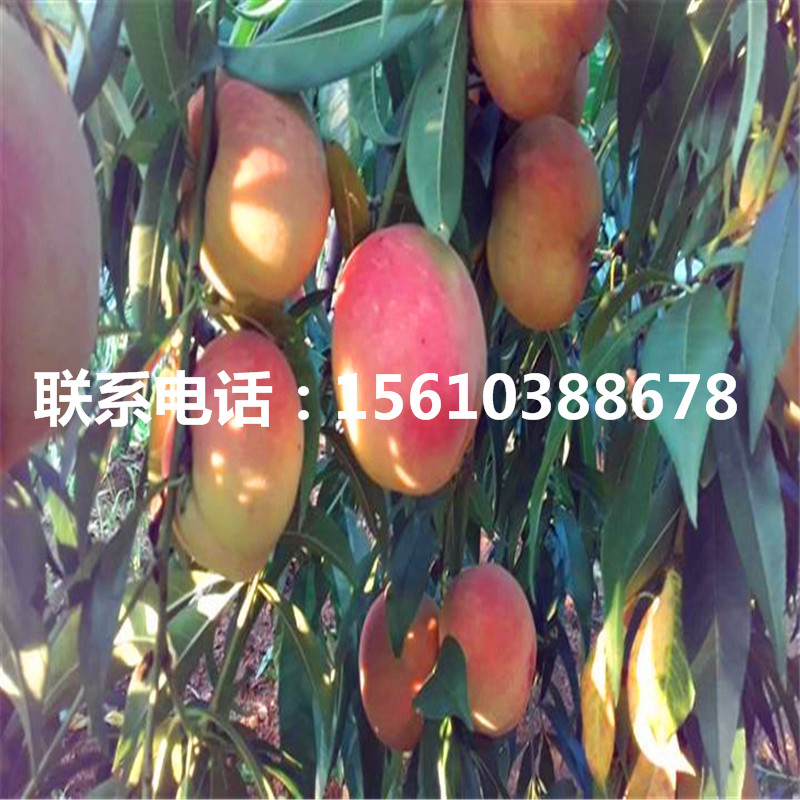 桃樹小苗簡(jiǎn)介、桃樹小苗圖片