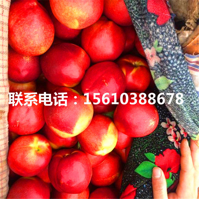 2019年桃樹(shù)小苗價(jià)格多少