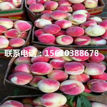 桃樹小苗產(chǎn)地在哪里、桃樹小苗哪里批發(fā)