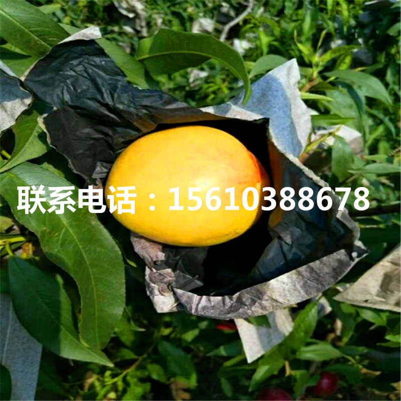 桃樹小苗包郵價格、桃樹小苗價格多少