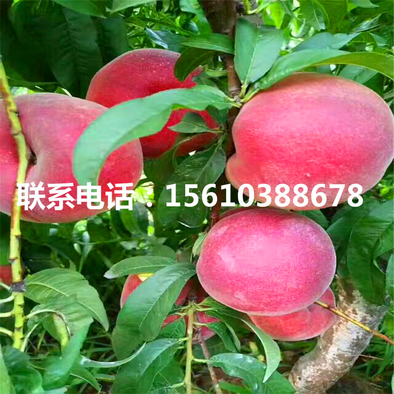 桃樹小苗報價、桃樹小苗哪里出售