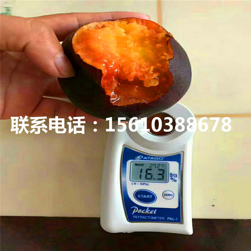 桃樹(shù)小苗幾年結(jié)果、桃樹(shù)小苗種植技術(shù)
