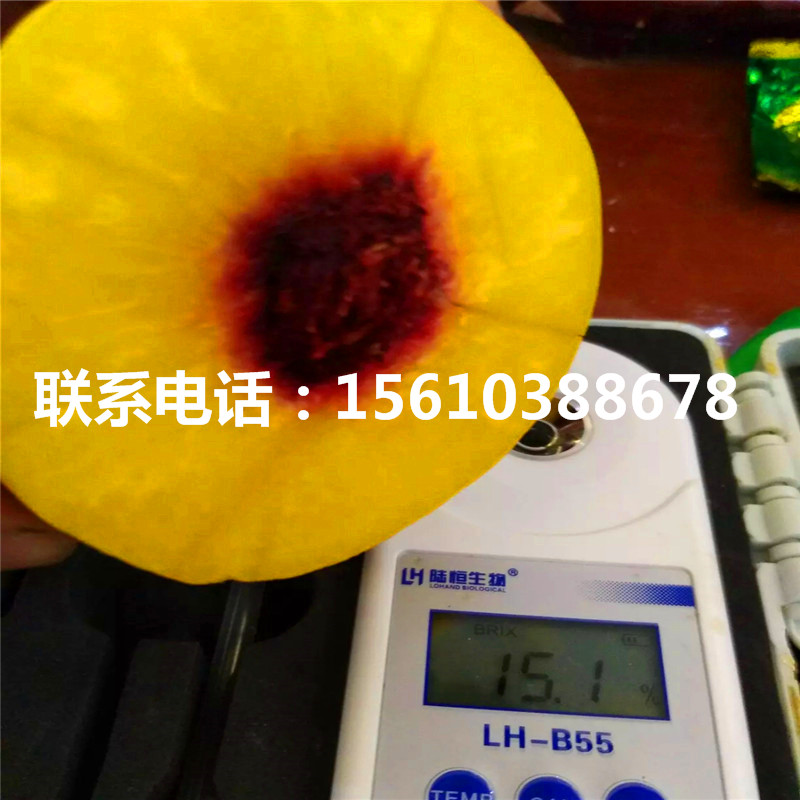 2019年桃樹(shù)小苗價(jià)格多少