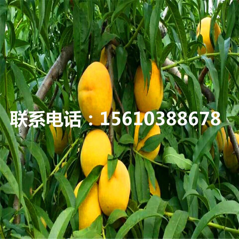 桃樹小苗每日報價、桃樹小苗出售價錢