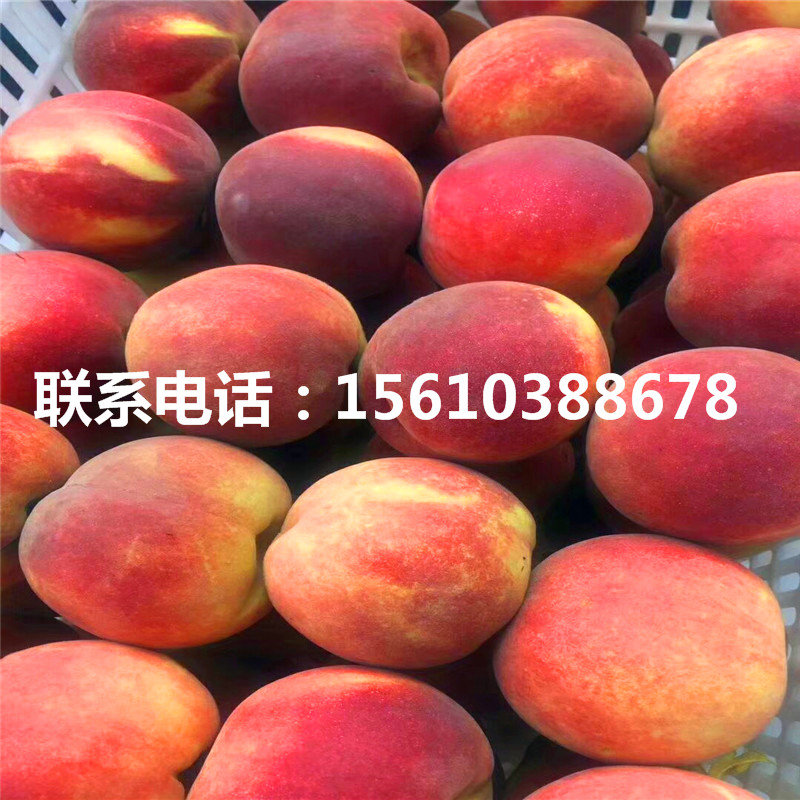 桃樹小苗一畝地產(chǎn)多少斤、桃樹小苗栽培技術(shù)