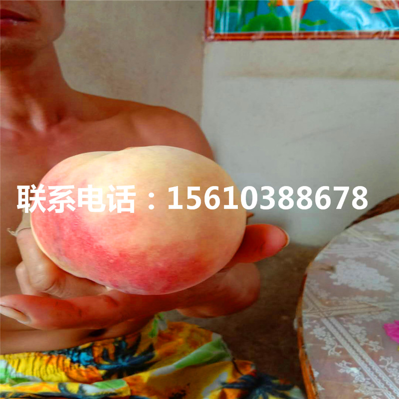 桃樹小苗怎么種、桃樹小苗產(chǎn)量多少