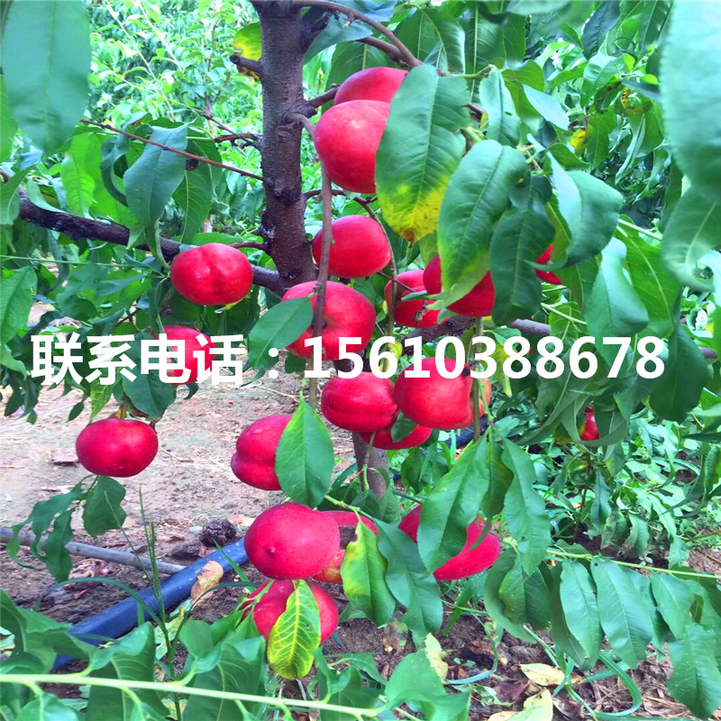 桃樹(shù)小苗報(bào)價(jià)、桃樹(shù)小苗種植技術(shù)