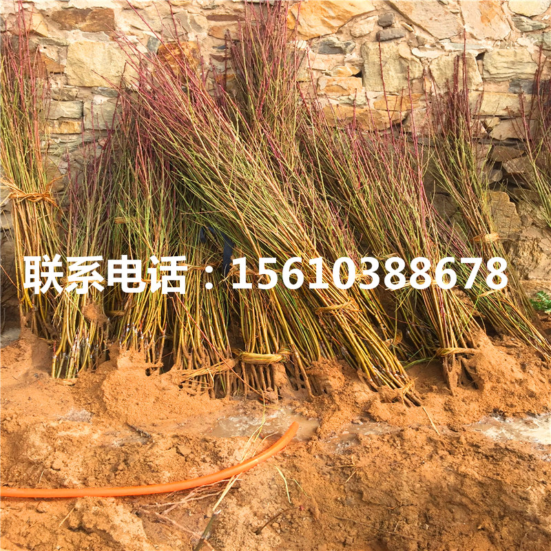 桃樹小苗價格多少、桃樹小苗價格多少