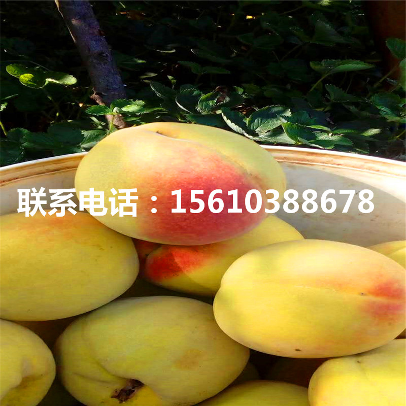 大桃树苗、大桃树苗出售供应