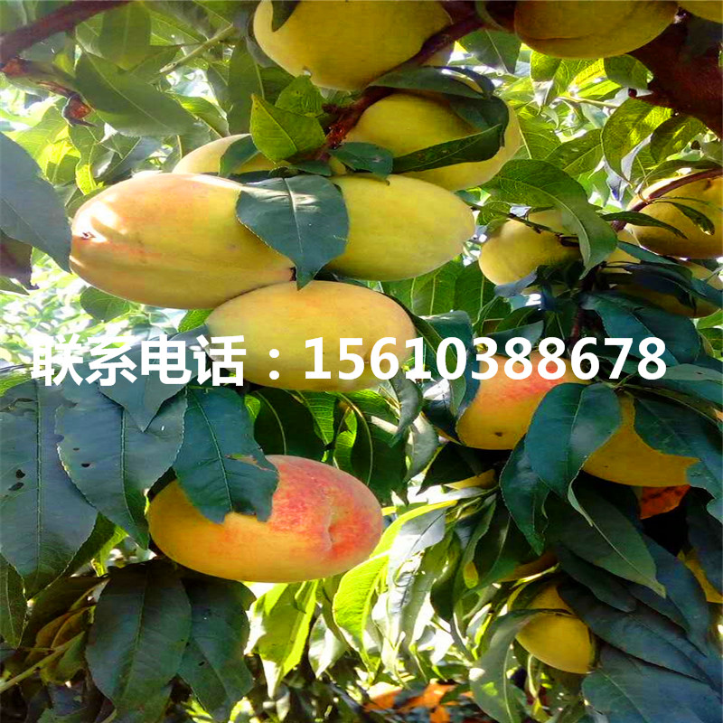 桃樹小苗那家好、桃樹小苗批發(fā)什么價(jià)格