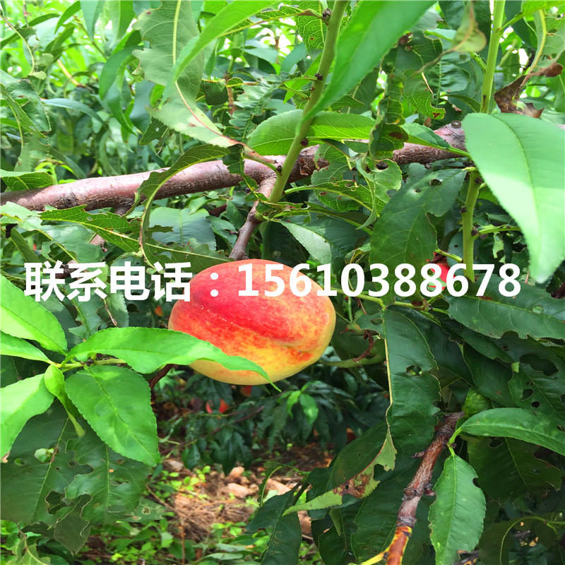 桃樹小苗簡(jiǎn)介、桃樹小苗圖片