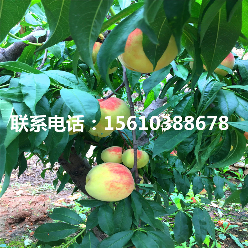 桃樹小苗多少錢一棵、桃樹小苗出售價(jià)錢