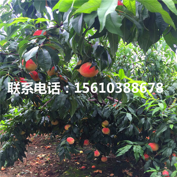 桃樹小苗簡介、桃樹小苗圖片
