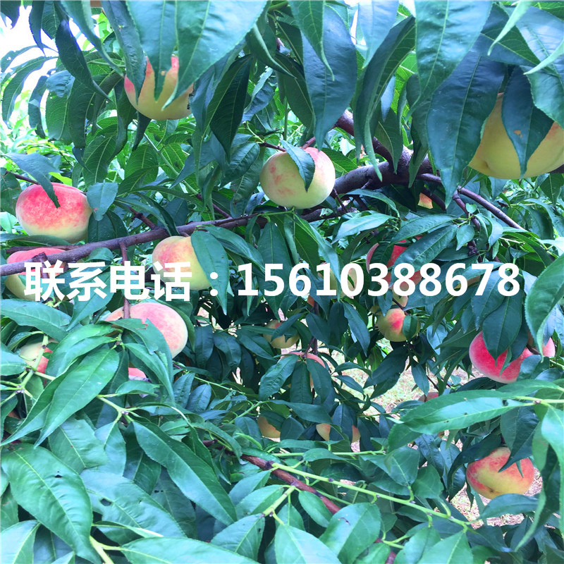 桃樹小苗產(chǎn)地在哪里、桃樹小苗哪里出售