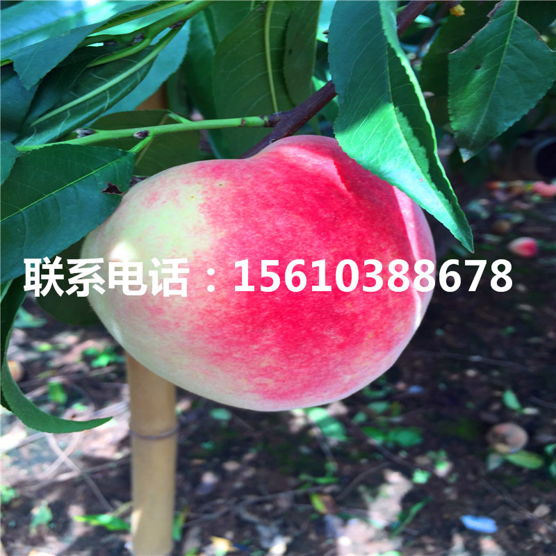 桃樹小苗那種好、桃樹小苗多少錢一棵