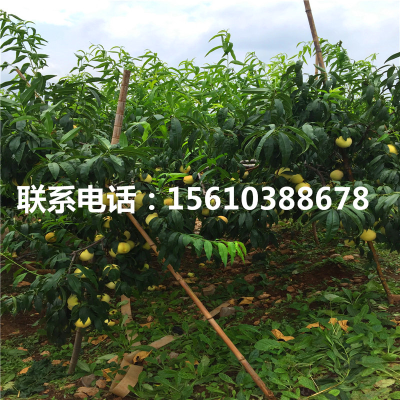 2019年桃樹(shù)小苗價(jià)格多少