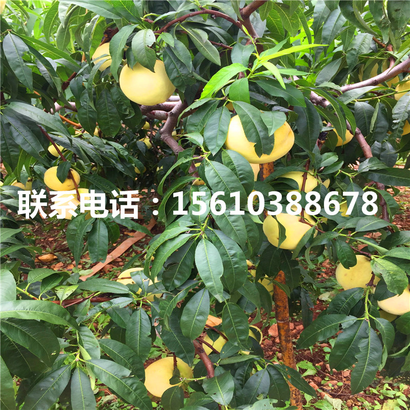桃樹小苗產(chǎn)地在哪里、桃樹小苗銷售基地