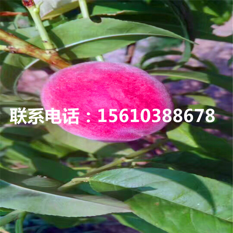 桃樹小苗多少錢一棵、桃樹小苗產(chǎn)量多少