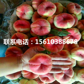 桃樹(shù)小苗一棵多少錢(qián)、桃樹(shù)小苗價(jià)錢(qián)低
