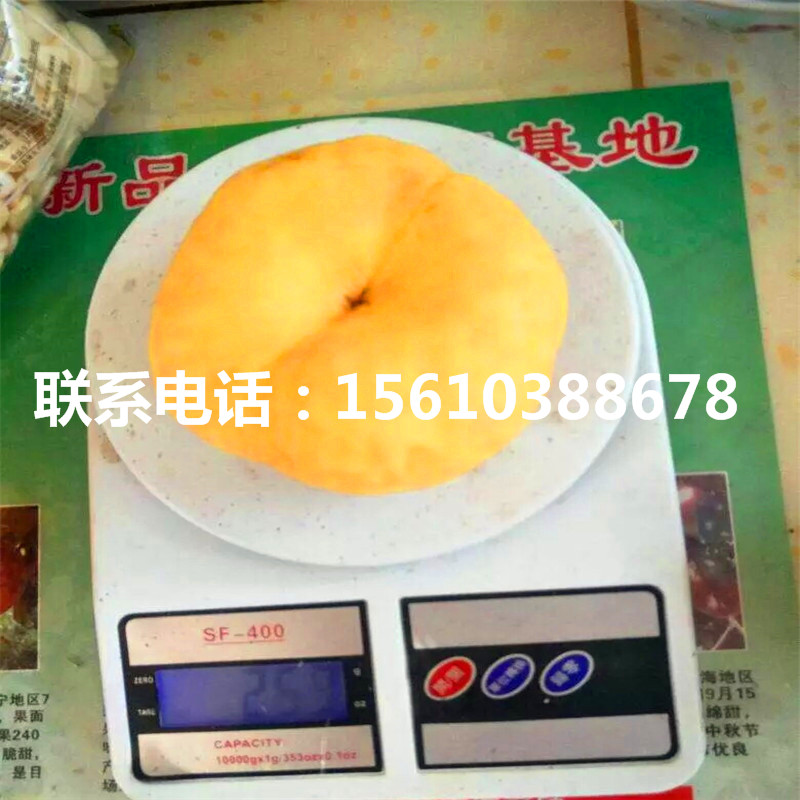 桃樹(shù)小苗一畝地栽多少棵、桃樹(shù)小苗銷售基地