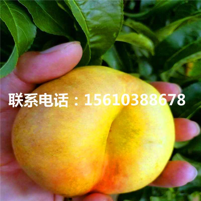 桃樹小苗出售基地、桃樹小苗批發(fā)價錢
