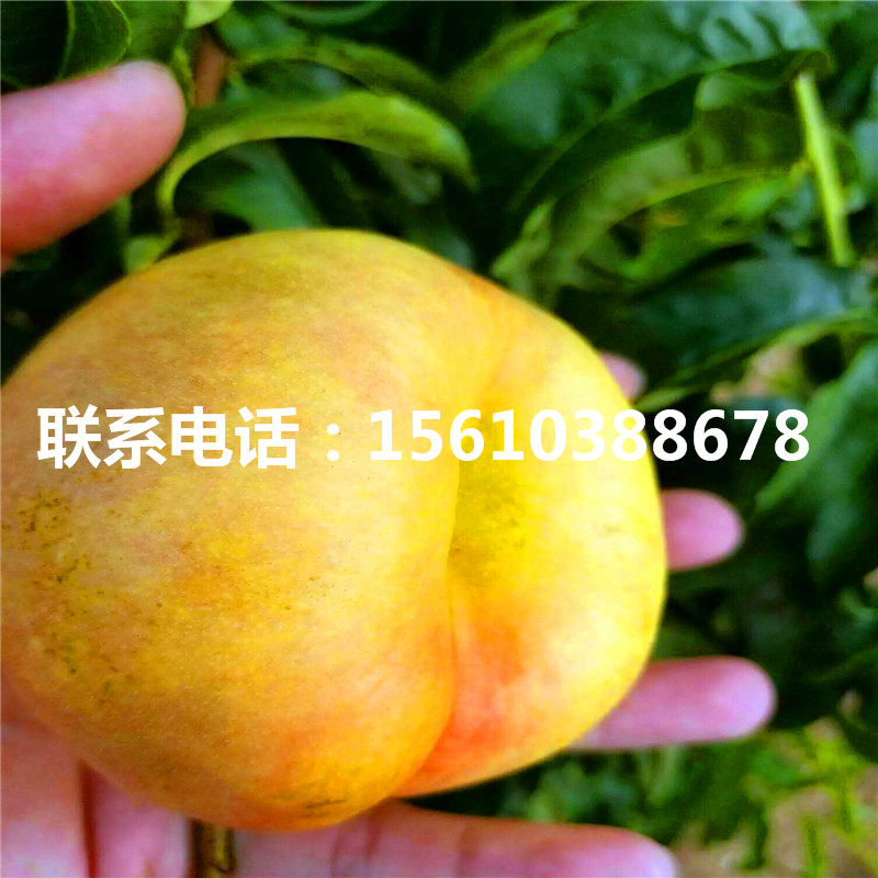 桃樹小苗報價、桃樹小苗哪里出售