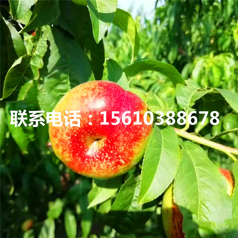 山東桃樹小苗多少錢一棵