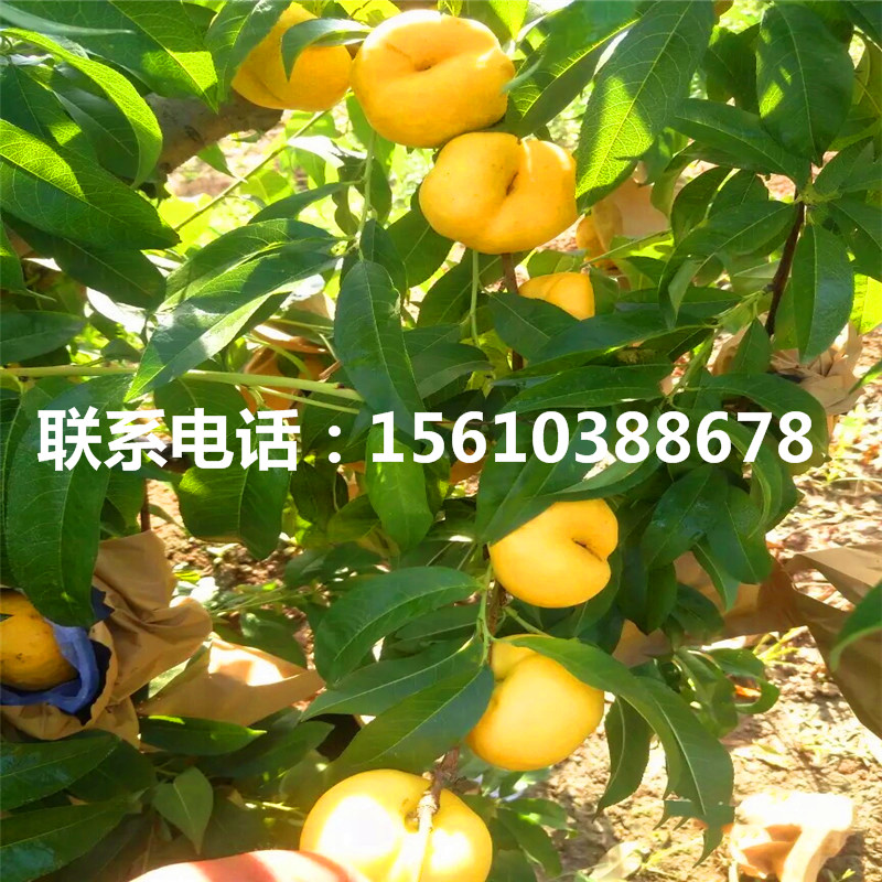 桃樹小苗出售單價(jià)、桃樹小苗出售價(jià)格是多少