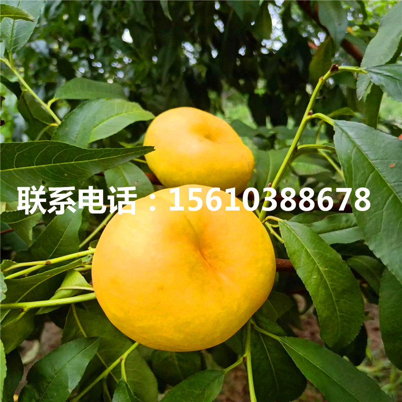 桃樹小苗新品種、桃樹小苗多少錢