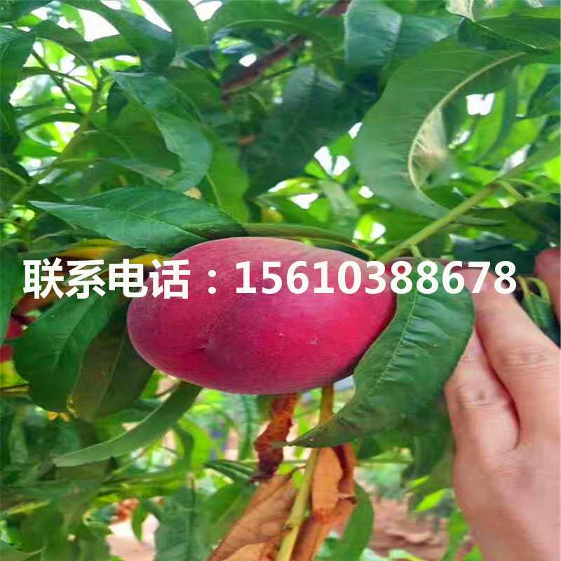 桃樹(shù)小苗報價(jià)、桃樹(shù)小苗供應商
