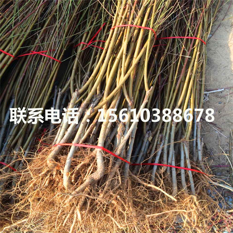 桃樹小苗出售單價(jià)、桃樹小苗出售價(jià)格是多少